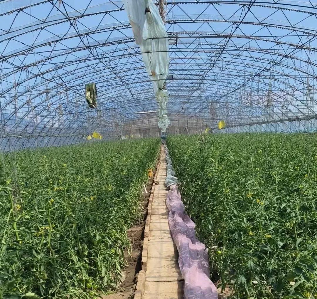 【香坊真香 · 口齿留香】幸福镇：明星果蔬抢“鲜”上市